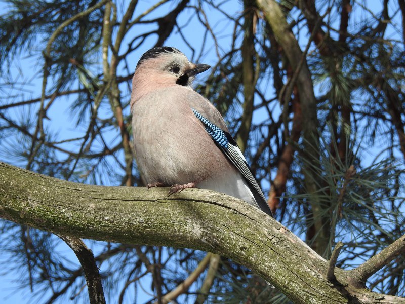 Сойка обыкновенная garrulus glandarius
