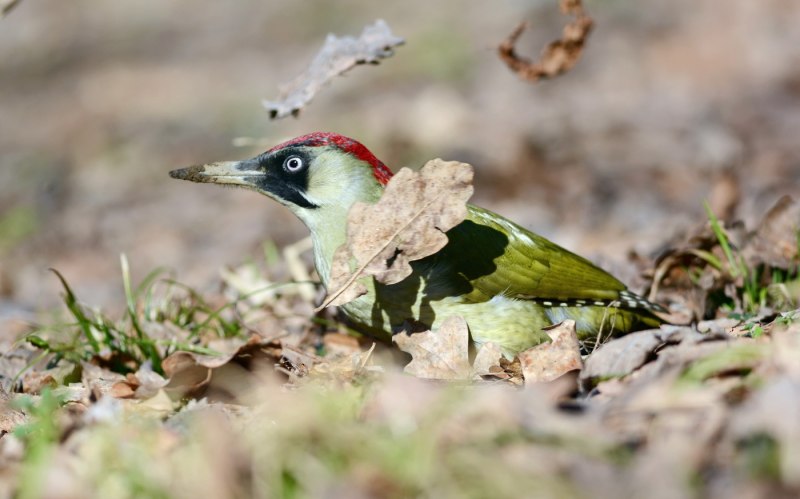 Picus viridis (зеленый дятел)