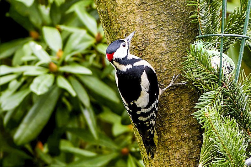 Зелёный дя́тел (Picus viridis)