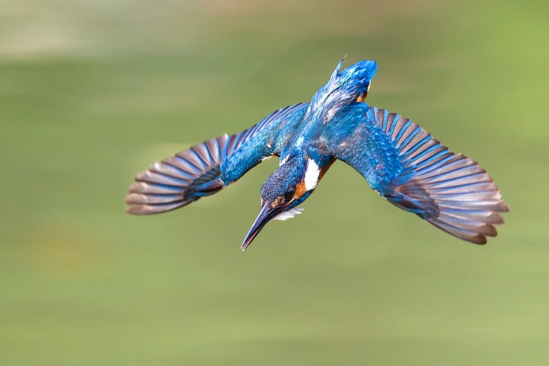 Парк birdshit