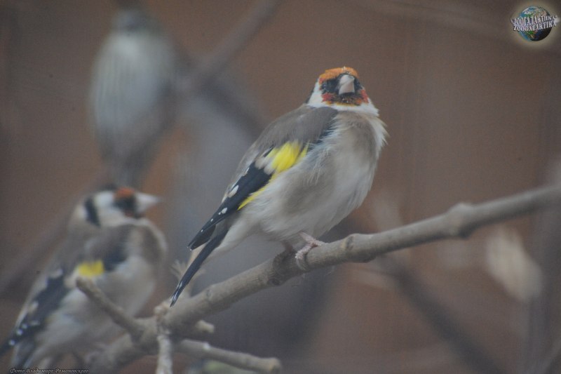 Goldfinch.Finch
