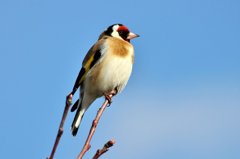Щегол седоголовый Carduelis Carduelis