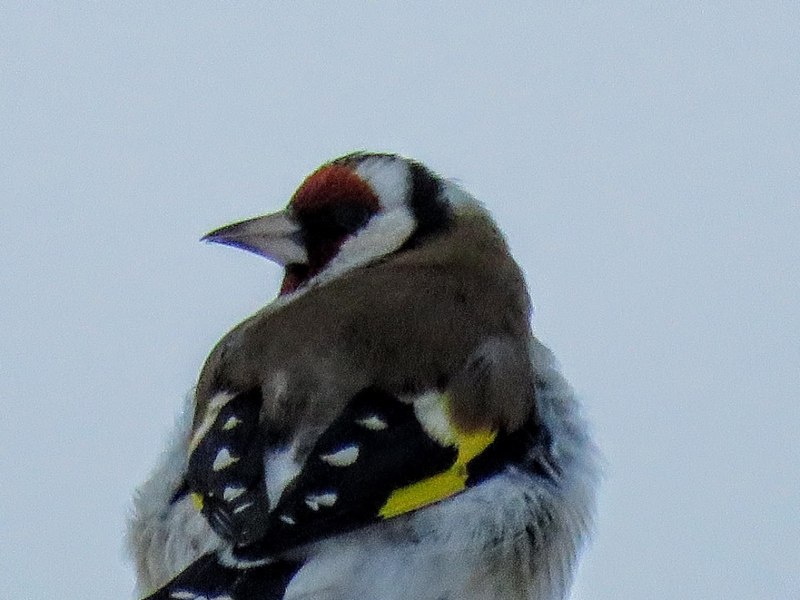 Седоголовый щегол Carduelis caniceps subulata