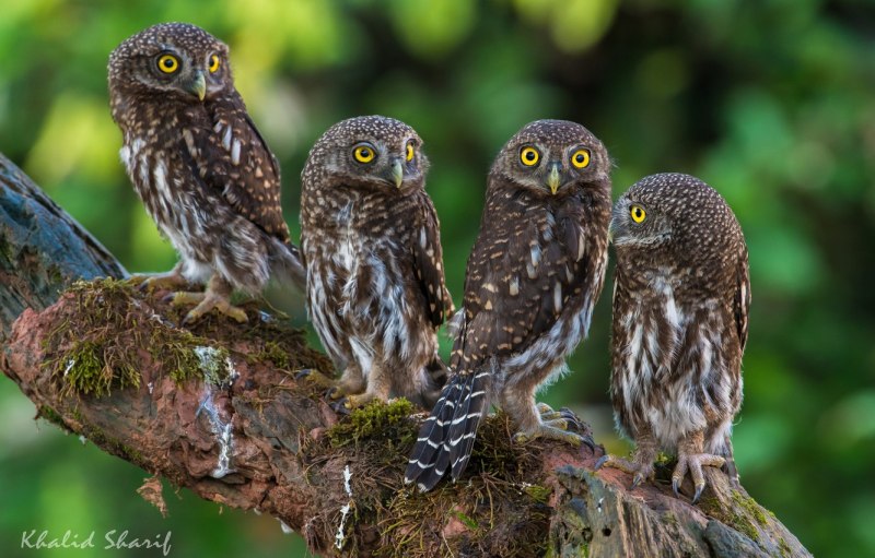 Кукушковый воробьиный Сыч Glaucidium cuculoides