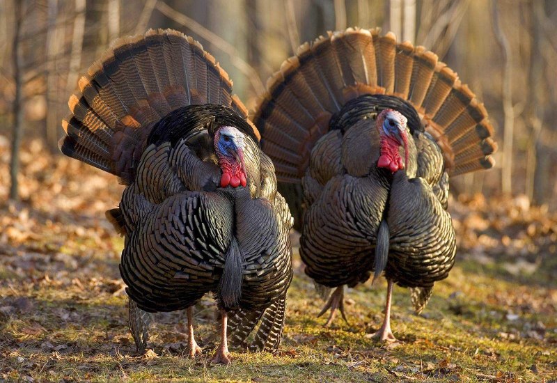Meleagris gallopavo