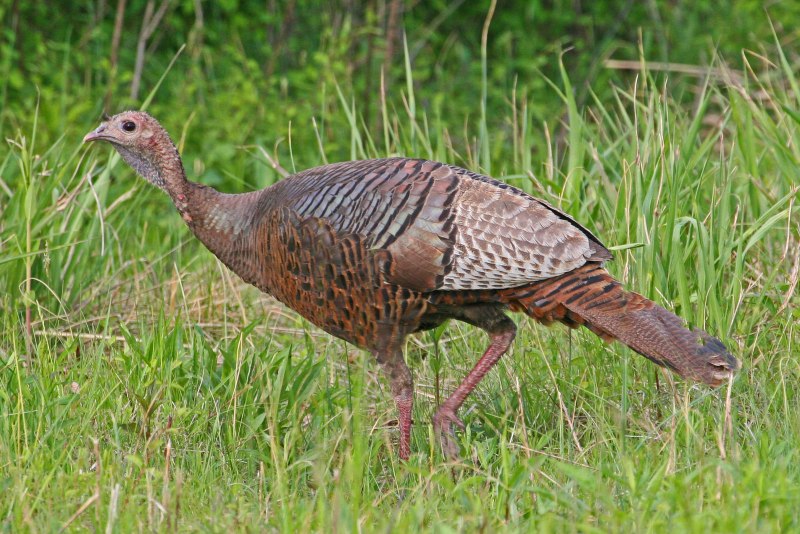Wild Turkey meleagris gallopavo