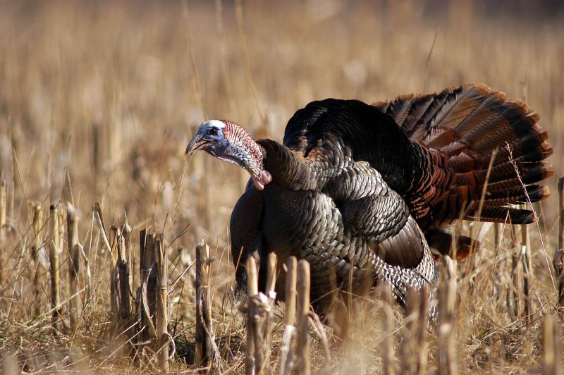 Wild Turkey птица