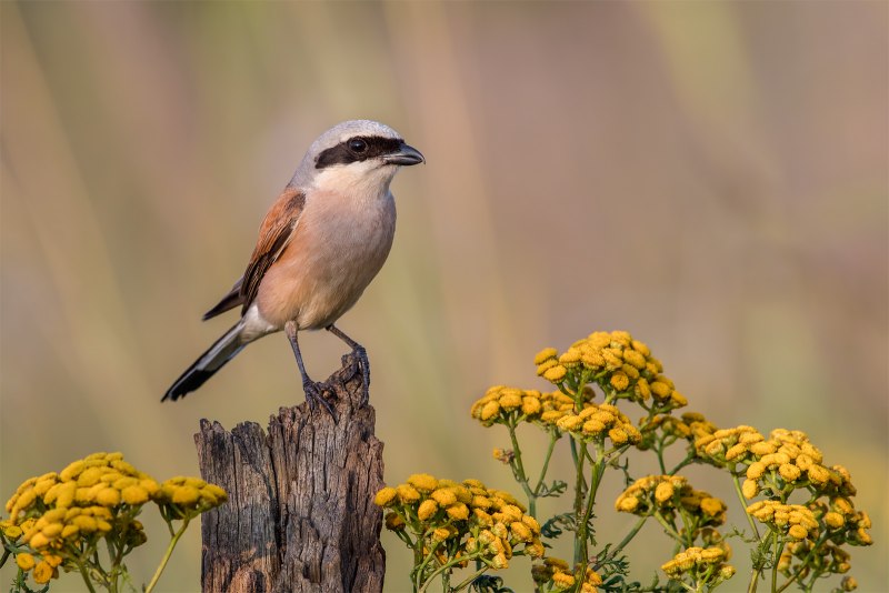 Сорокопут жулан (Lanius collurio)