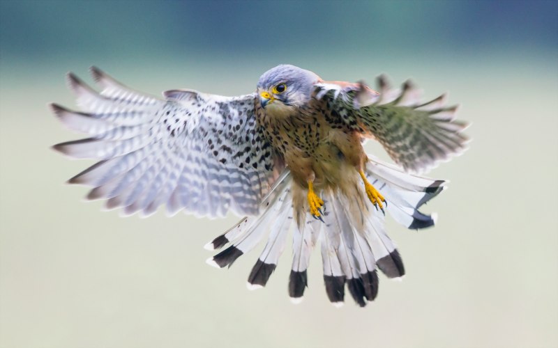 Falco tinnunculus rupicolaeformis