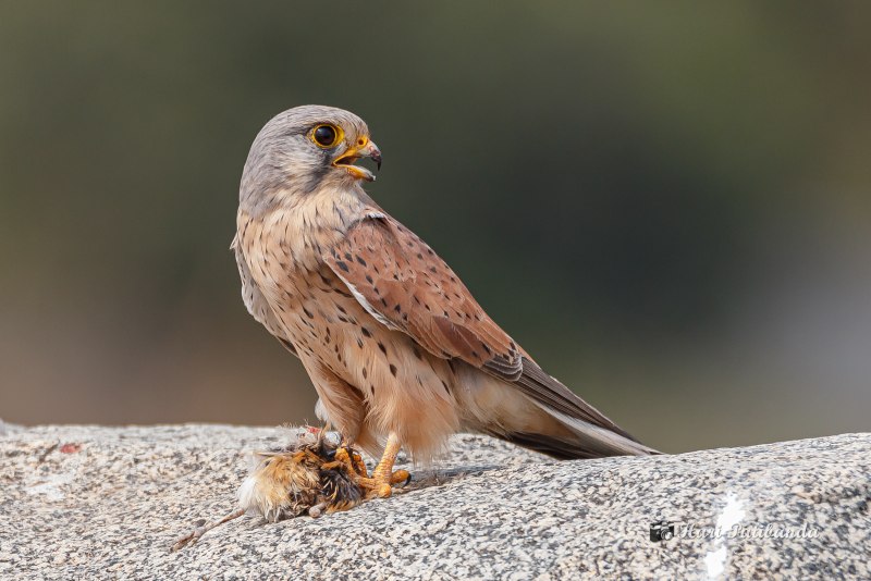Julian Kestrel