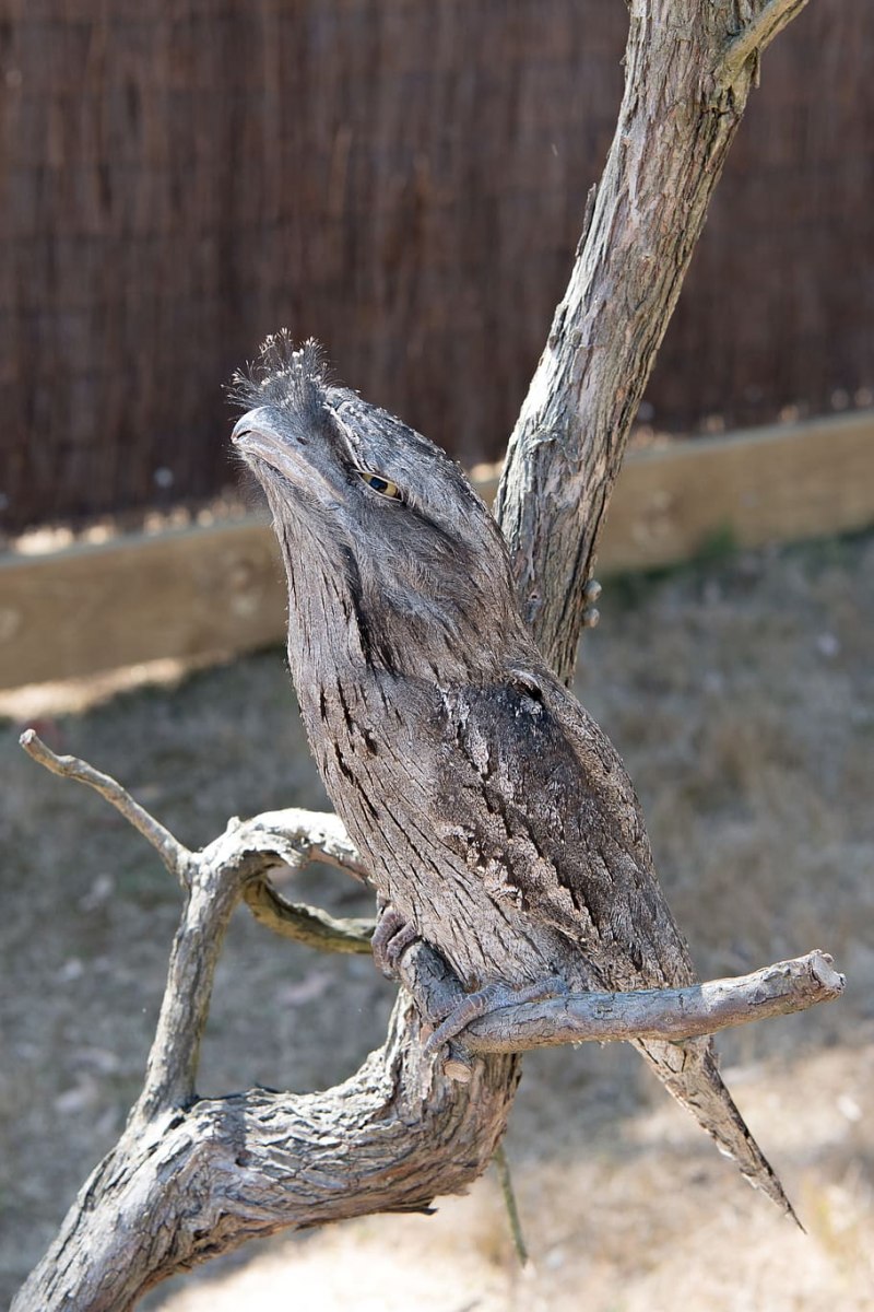 Tawny Frogmouth птица