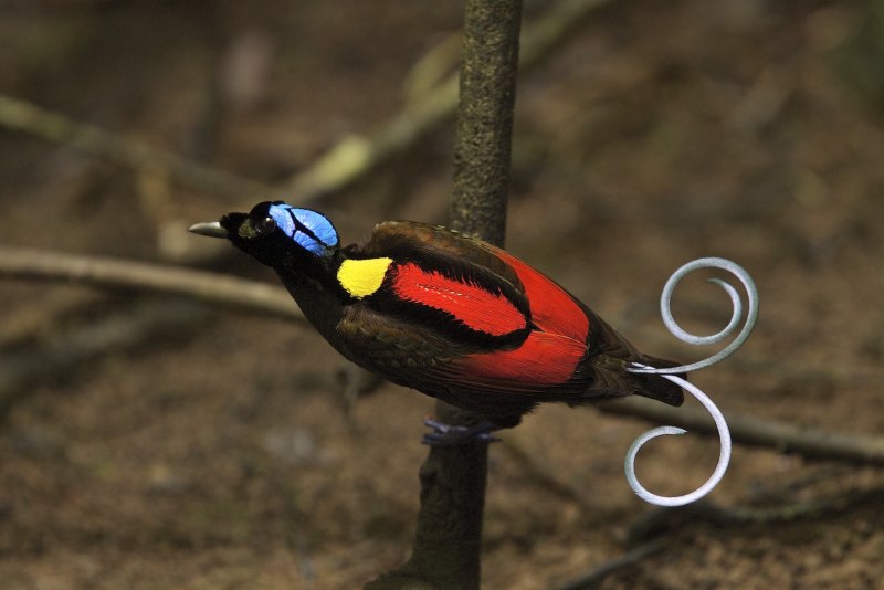 Paradisaea Rudolphi
