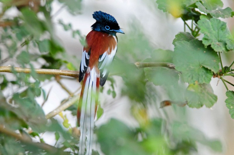 Crimson Sunbird