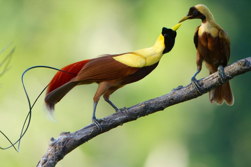 Paradisaea Rudolphi