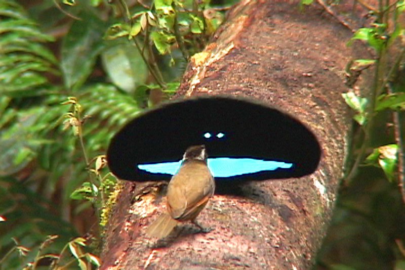 Parotia sefilata