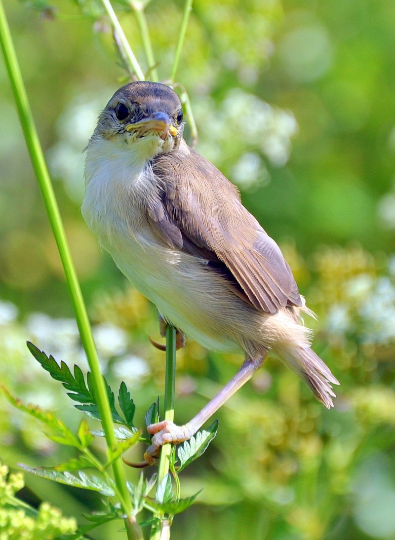 Acrocephalus arundinaceus