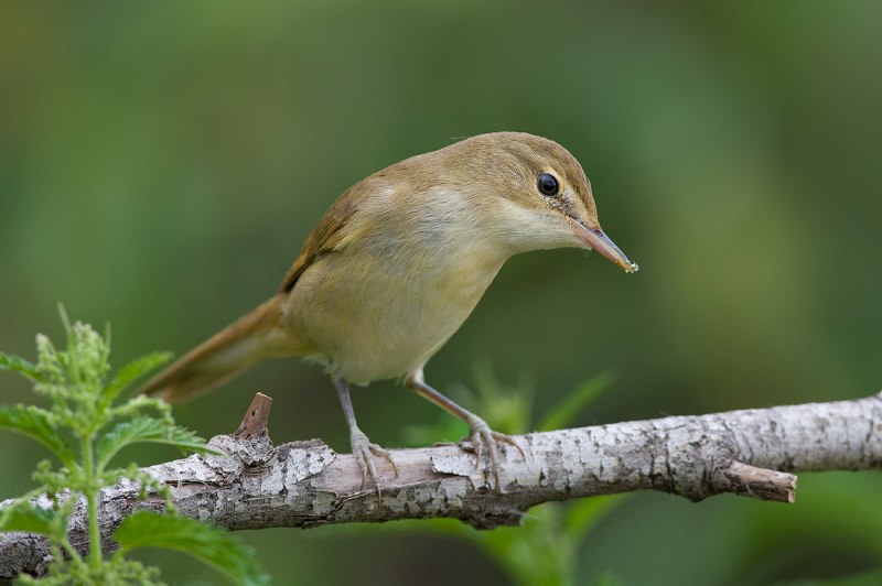 Камышевка-барсучок - Acrocephalus schoenobaenus