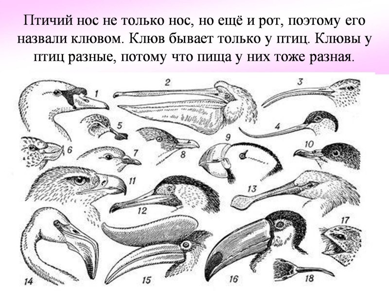 Разные клювы у птиц