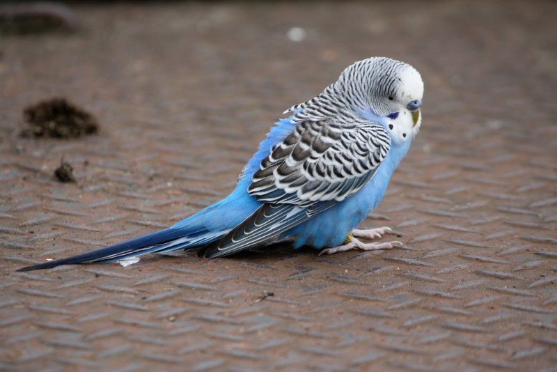 Feather Duster Budgie
