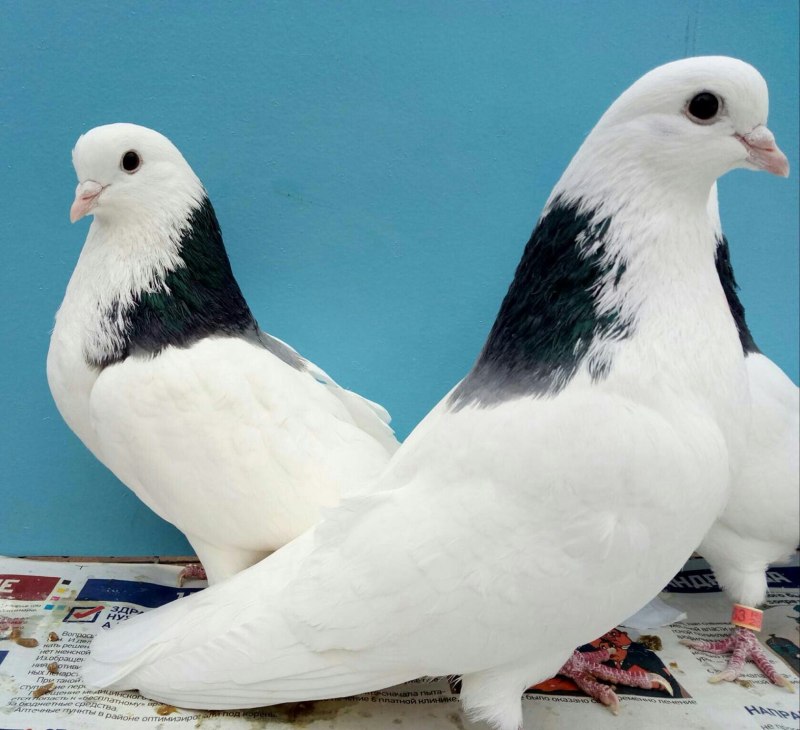 Ижевские гривуны