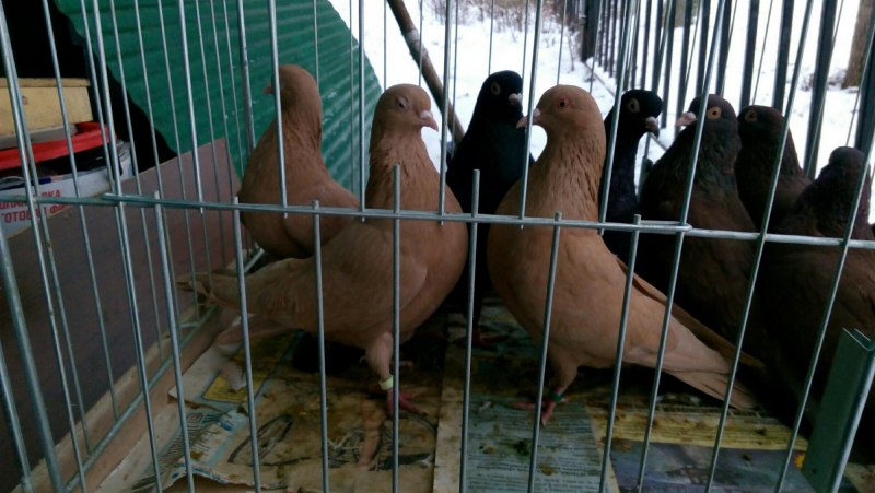 Чистопольские голуби гривуны высоколетные