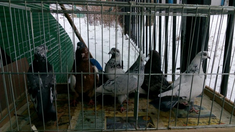 Чистопольские гривуны высоколетные