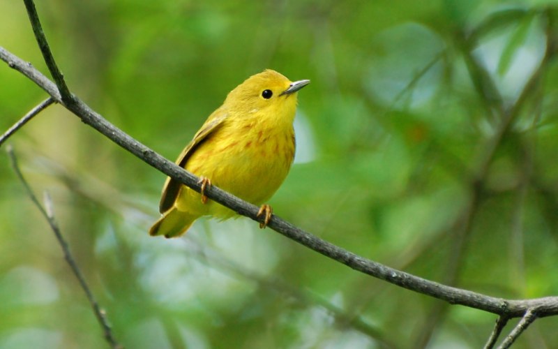 Yellow Warbler