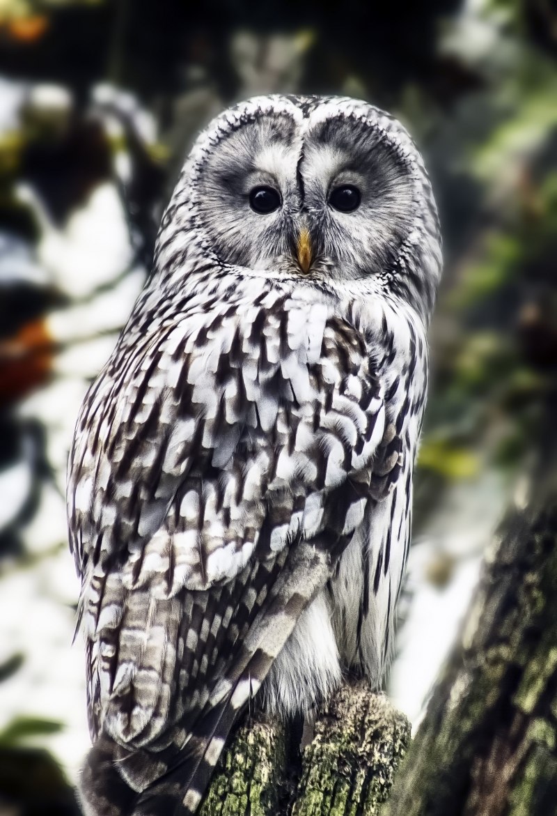 Бородатая неясыть (Strix nebulosa)