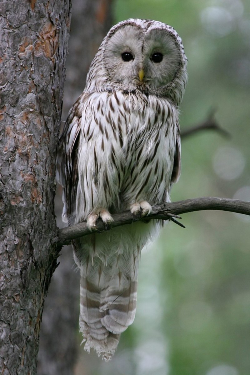 Длиннохвостая неясыть (Strix uralensis)