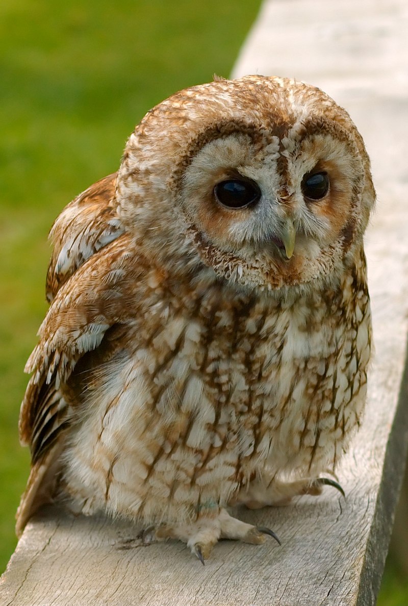 Длиннохвостая неясыть (Strix uralensis)