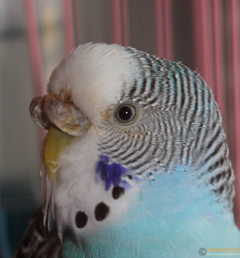 Нос у попугая (74 фото)