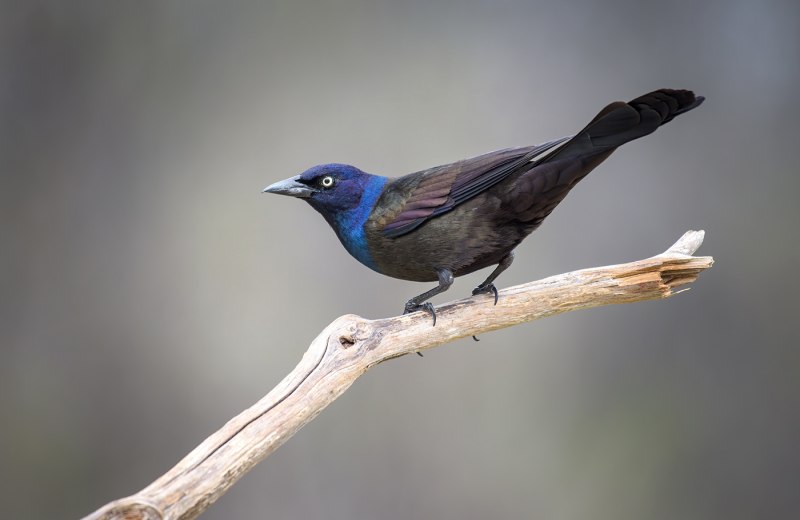 Quiscalus palustris