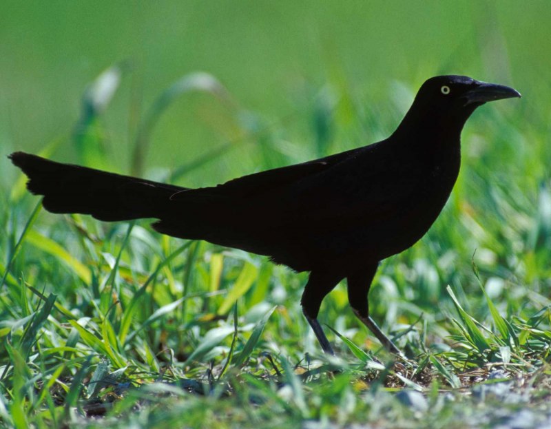 Boat tailed Grackle