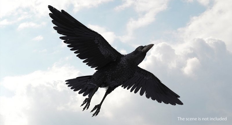 Ворон Raven крылом взмах