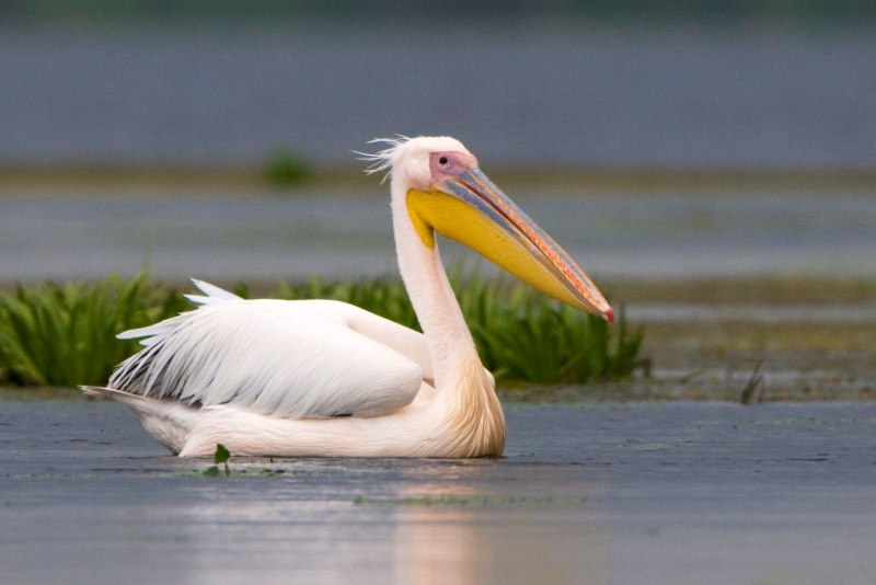 Pelecanus onocrotalus