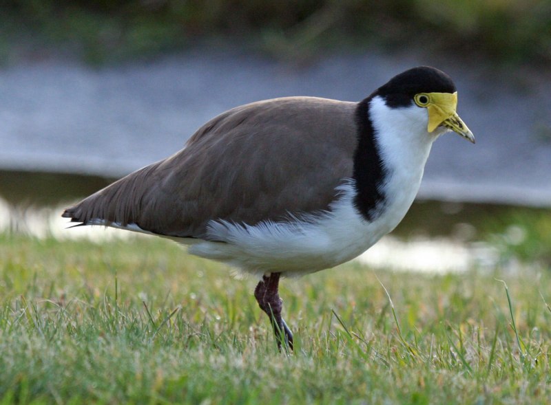 Spurwing Plover