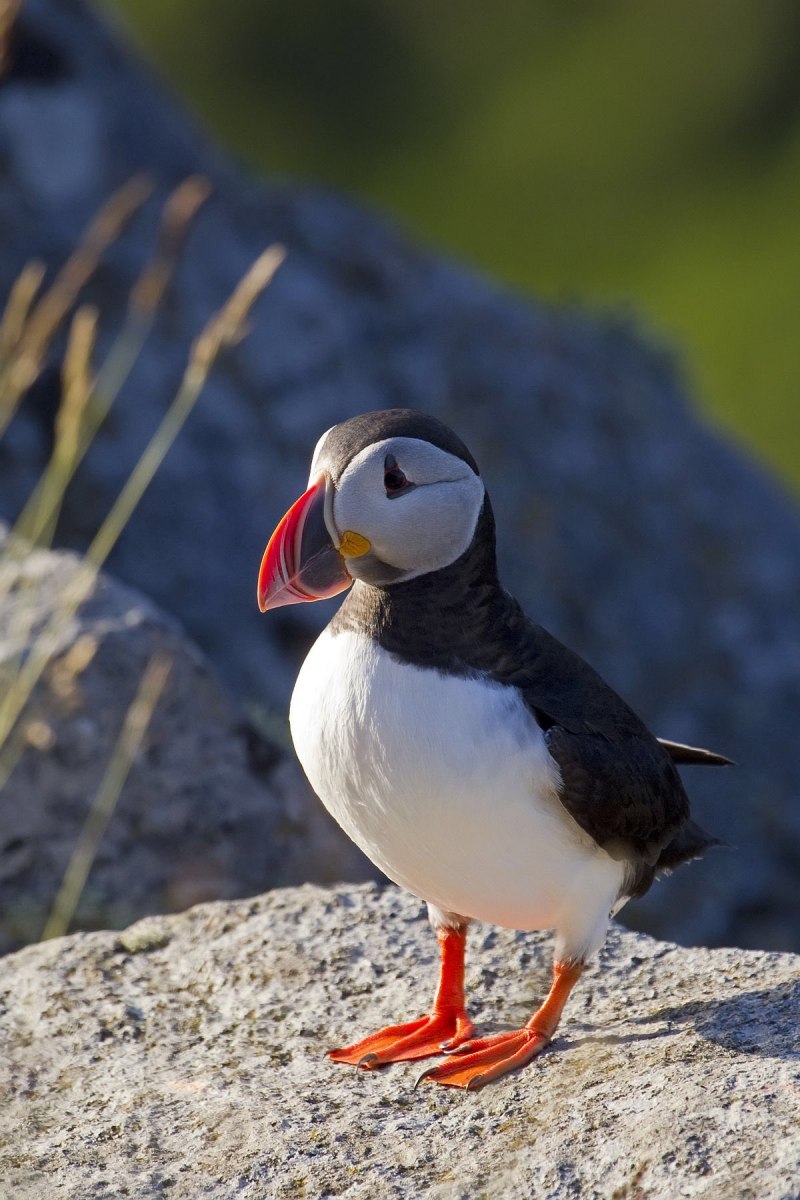 Atlantic Puffin птица