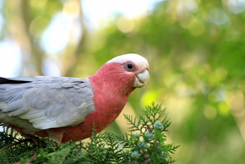 Rose breasted Cockatoo