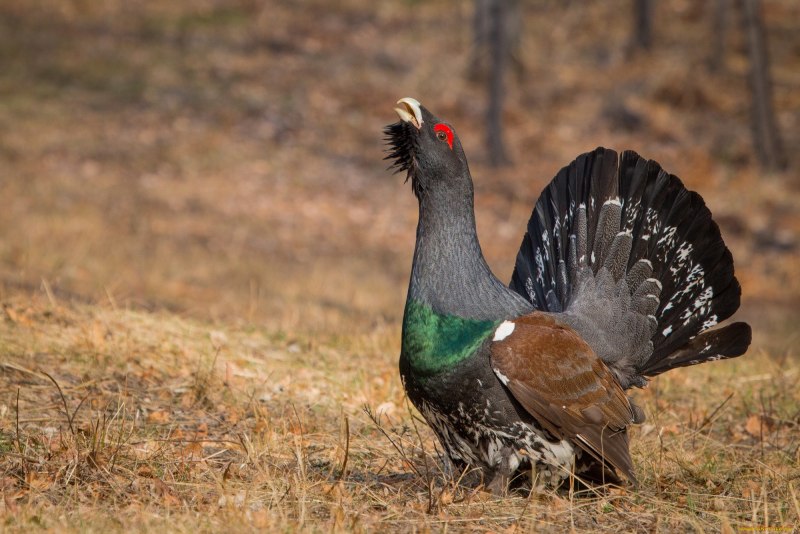 Глухарь (Tetrao urogallus)