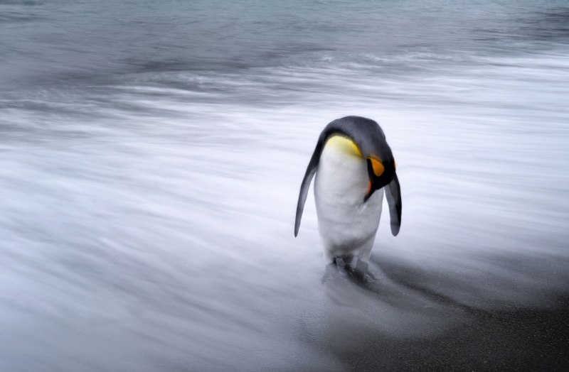 National Geographic пингвины
