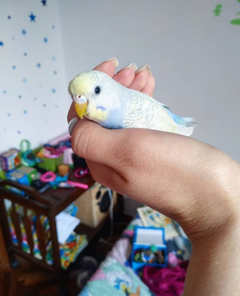 Волнистый попугай Budgie