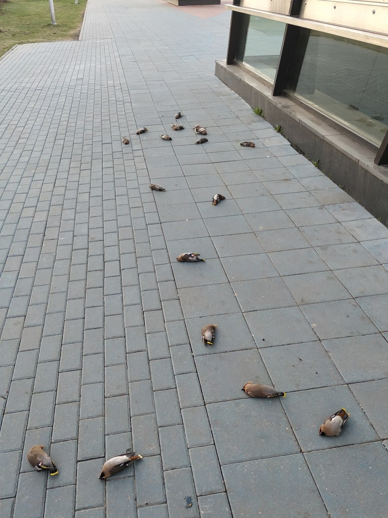 Дохлые изуродованные птицы