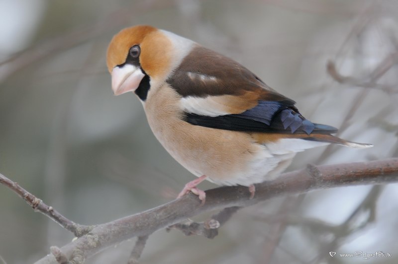 Дубонос coccothraustes coccothraustes