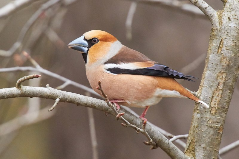 Дубонос coccothraustes coccothraustes