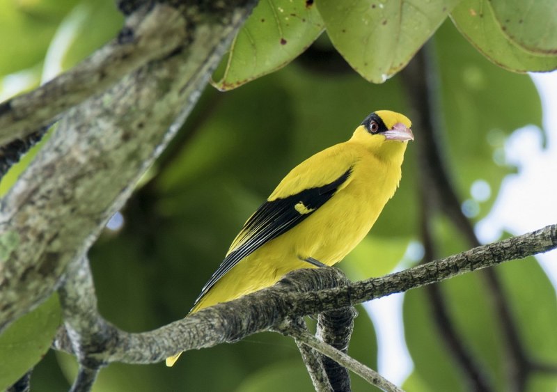 Обыкновенная Иволга Oriolus Oriolus