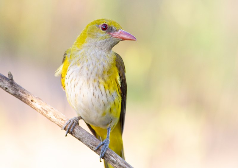 Goldfinch птенец