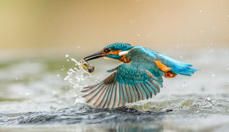 Kingfisher оружие