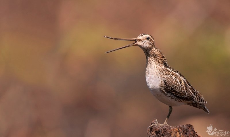 Кордильерский Бекас