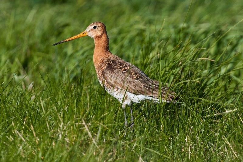 Веретенник большой – Limosa Limosa