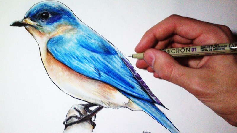 Скретчинг рисование птицы